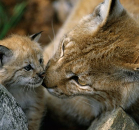 Eurasisches Luchs