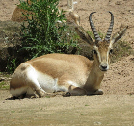 Kropfgazelle